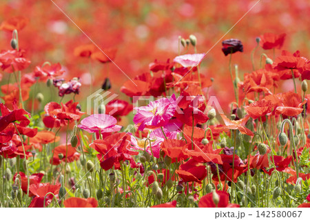 ポピーの花 142580067
