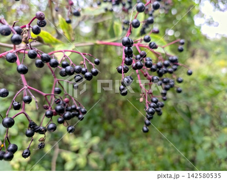 Elderberry Bush Adorned With Ripening Berries Amidst Lush Greenery Elderberry Bush Adorned With Ripening Berries Amidst Lush Greenery 142580535