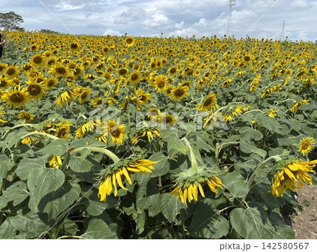 夏の花のある風景 142580567