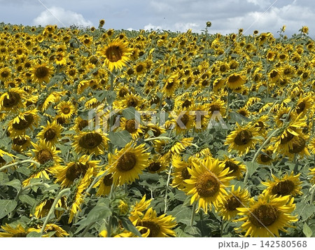 夏の花のある風景 夏の花のある風景 142580568