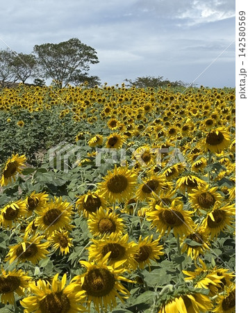 夏の花のある風景 142580569
