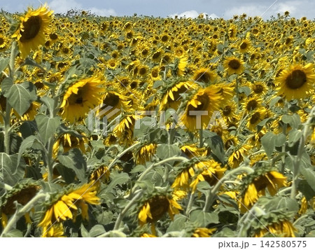 夏の花のある風景 夏の花のある風景 142580575