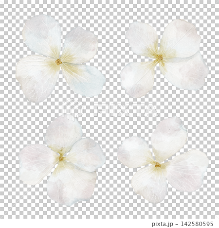 Hydrangea watercolor set. Illustration of white pastel gentle flowers isolated on background. Botanical clipart for wedding invitations, stationery and floral designs. Art for nursery and baby decor. Hydrangea watercolor set. Illustration of white pastel gentle flowers isolated on background. Botanical clipart for wedding invitations, stationery and floral designs. Art for nursery and baby decor. 142580595