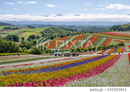美瑛の満開の花畑 美瑛の満開の花畑 142581651