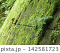 苔の生えたコンクリートの壁 142581723