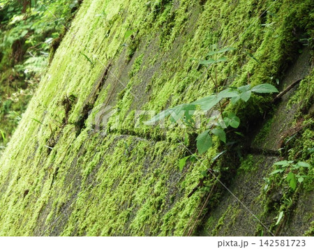 苔の生えたコンクリートの壁 苔の生えたコンクリートの壁 142581723