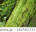 苔の生えたコンクリートの壁 142581731