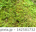 苔の生えたコンクリートの壁 142581732