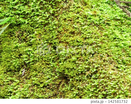 苔の生えたコンクリートの壁 142581732