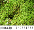 苔の生えたコンクリートの壁 142581733
