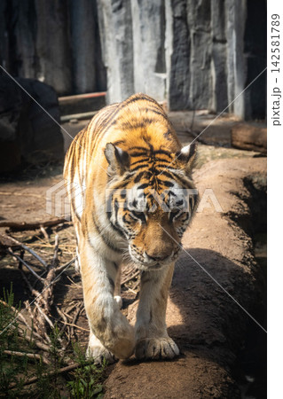 旭山動物園の動物たち 旭山動物園の動物たち 142581789