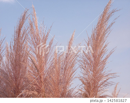 Feathery plumes of pampas grass tinted pink against a blue sky during a sunny day Feathery plumes of pampas grass tinted pink against a blue sky during a sunny day 142581827