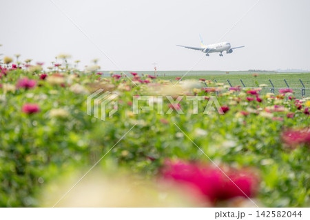 ジニア咲き誇る旭川空港の夏 142582044