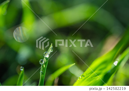 草の葉に付いた朝露 草の葉に付いた朝露 142582219
