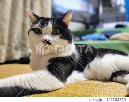 見つめる猫 見つめる猫 142582270