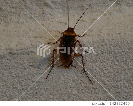 cockroach resting on concrete wall top-down neutral brown white natural light clean background copy space editorial educational visual story design resource web banner poster copyspace. cockroach resting on concrete wall top-down neutral brown white natural light clean background copy space editorial educational visual story design resource web banner poster copyspace. 142582499