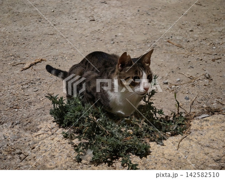 a serene cat sitting on sandy ground with plants in a neutral outdoor setting, close-up view of fur and leaves, brown and white colors, natural light, for pet photography. a serene cat sitting on sandy ground with plants in a neutral outdoor setting, close-up view of fur and leaves, brown and white colors, natural light, for pet photography. 142582510