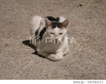 a relaxed cat resting on the concrete ground in a serene setting with soft natural light and clean white fur, pet photography and animal portraits in a modern and bright context. a relaxed cat resting on the concrete ground in a serene setting with soft natural light and clean white fur, pet photography and animal portraits in a modern and bright context. 142582511