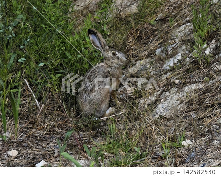 a hare resting peacefully in a grassland setting, surrounded by rocks and plants, captured from a top-down view, showcasing the serene and relaxed mood of the scene in natural green and tan. 142582530