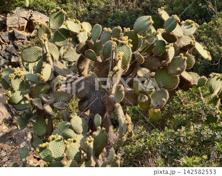 prickly pear cactus growing overhead in a rocky desert landscape with green shrubs and brown soil, natural light illuminates the scene, serene and dynamic composition. 142582553