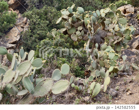 serene prickly pear cactus growing in rocky desert landscape with drought-resistant vegetation and greenery, natural light, vivid colors, and detailed landscape view. 142582555