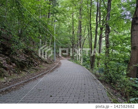 paved pathway leading into a peaceful forest environment with tall trees and greenery from a first-person perspective looking down the pathway in a serene outdoor setting. 142582682