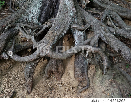 exposed tree roots intertwined in natural outdoor setting close-up perspective earthy tones brown gray soil organic material natural textures environmental themes photography resource web. exposed tree roots intertwined in natural outdoor setting close-up perspective earthy tones brown gray soil organic material natural textures environmental themes photography resource web. 142582684
