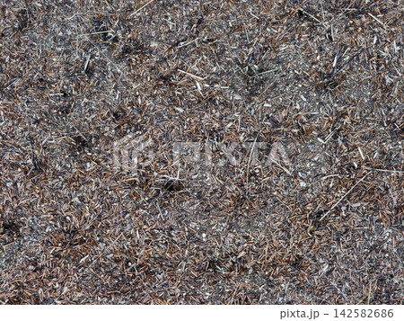 serene forest floor with pine needles and dried leaves in a top-down perspective in an outdoor natural environment with brown and gray organic debris and green and white colors. serene forest floor with pine needles and dried leaves in a top-down perspective in an outdoor natural environment with brown and gray organic debris and green and white colors. 142582686
