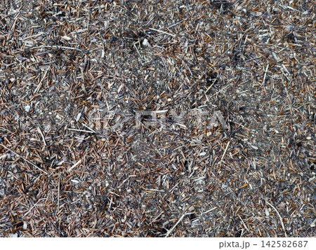 inactive ant hill on forest floor with dried pine needles and twigs, top-down view, neutral mood, natural setting, organic debris and soil, brown and gray tones, for nature. inactive ant hill on forest floor with dried pine needles and twigs, top-down view, neutral mood, natural setting, organic debris and soil, brown and gray tones, for nature. 142582687