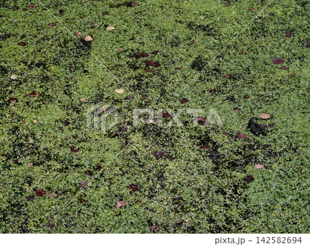 floating aquatic plants covering water surface in serene natural pond or lake environment top-down perspective green and brown leaves clean background copy space modern design resource. floating aquatic plants covering water surface in serene natural pond or lake environment top-down perspective green and brown leaves clean background copy space modern design resource. 142582694