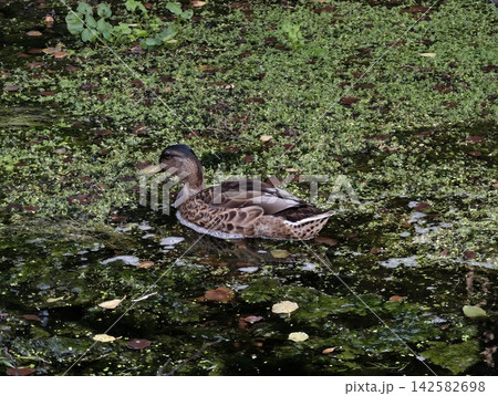 duck floating on calm pond with aquatic plants and leaves top-down view nature wildlife life brown green commercial natural light clean background copy space editorial educational visual. duck floating on calm pond with aquatic plants and leaves top-down view nature wildlife life brown green commercial natural light clean background copy space editorial educational visual. 142582698