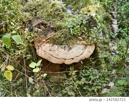 Mossy stump surrounded by dense moss, grasses, and leafy vegetation in damp woodland setting, with moss, stump, mossy, tree detail, showing wood, stone, root, leave context Mossy stump surrounded by dense moss, grasses, and leafy vegetation in damp woodland setting, with moss, stump, mossy, tree detail, showing wood, stone, root, leave context 142582721