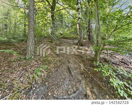 Forest trail winding through lush green woods with exposed tree roots, sunlit dirt path, tranquil woodland atmosphere, ideal for nature hiking scenery, with forest, trail, wood, tree detail 142582728