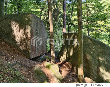 Forest scene featuring towering mossy boulders nestled between slender tree trunks under sunlit green canopy on mossy forest floor, tranquil outdoor landscape, with forest, boulder, rock, tree detail Forest scene featuring towering mossy boulders nestled between slender tree trunks under sunlit green canopy on mossy forest floor, tranquil outdoor landscape, with forest, boulder, rock, tree detail 142582729