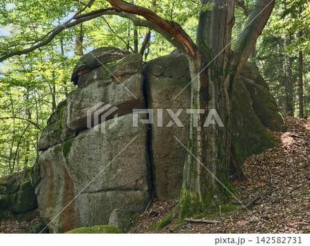 Imposing forest rock outcrop with tree roots gripping weathered boulders under dappled sunlight in lush woodland, with forest, rock, boulder, tree detail, showing root, trunk, stone, moss context Imposing forest rock outcrop with tree roots gripping weathered boulders under dappled sunlight in lush woodland, with forest, rock, boulder, tree detail, showing root, trunk, stone, moss context 142582731