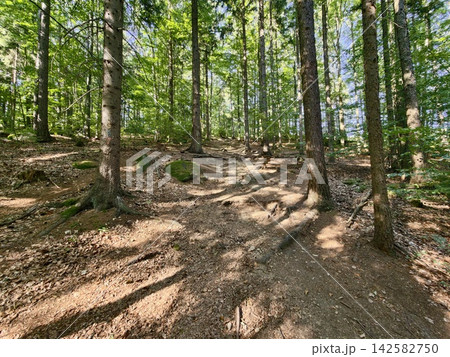 Sunlit forest path winding among tall trees with dappled light filtering through green canopy, inviting exploration in serene woodland setting, with forest, path, tree, sunlit detail Sunlit forest path winding among tall trees with dappled light filtering through green canopy, inviting exploration in serene woodland setting, with forest, path, tree, sunlit detail 142582750