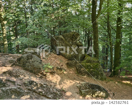 Rocky forest trail winding through dense green woods featuring large mossy boulders, sunlit canopy strips, rugged uneven ground, moss-covered rocks, vibrant foliage, tranquil natural pathway for 142582761