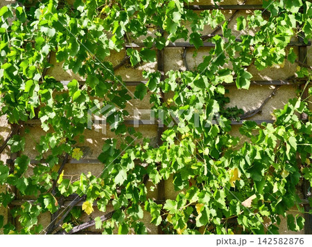 Lush green vine leaves blanket rustic stone wall with lattice trellis, creating vibrant leafy facade and sunlit outdoor garden scene, with vine, leave, green, foliage detail 142582876