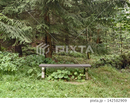 Wooden bench resting beside lush forest undergrowth with tall pines and dappled sunlight filtering through branches, with forest, bench, wooden, moss detail, showing greenery, undergrowth, pine Wooden bench resting beside lush forest undergrowth with tall pines and dappled sunlight filtering through branches, with forest, bench, wooden, moss detail, showing greenery, undergrowth, pine 142582909