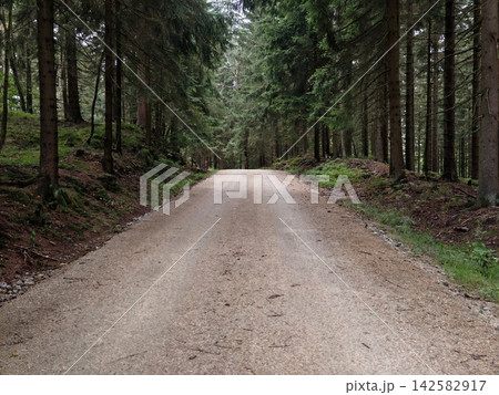 Forest dirt road winds through dense pine woodland under towering trees, weathered gravel surface stretching toward distant hazy treeline in peaceful rural landscape Forest dirt road winds through dense pine woodland under towering trees, weathered gravel surface stretching toward distant hazy treeline in peaceful rural landscape 142582917