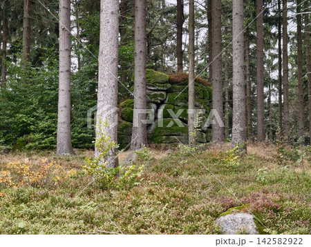 Forest with mossy rock wall among pine trees, with pine, tree, forest, wood detail, showing trunk, bark, moss, rock context, with clear visible detail, showing commercial visual context Forest with mossy rock wall among pine trees, with pine, tree, forest, wood detail, showing trunk, bark, moss, rock context, with clear visible detail, showing commercial visual context 142582922