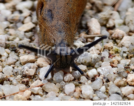 Closeup brown slug crawling over pale gravel with visible textured mantel and tentacles, with slug, mantle, antennae, tentacle detail, showing macro, closeup, snail, gastropod context Closeup brown slug crawling over pale gravel with visible textured mantel and tentacles, with slug, mantle, antennae, tentacle detail, showing macro, closeup, snail, gastropod context 142582924