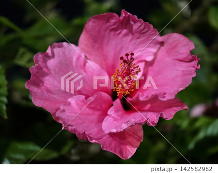 Pink hibiscus close-up with yellow stamens, with hibiscus, pink, flower, bloom detail, showing petal, stamen, pollen, yellow context, with clear visible detail, showing commercial visual context Pink hibiscus close-up with yellow stamens, with hibiscus, pink, flower, bloom detail, showing petal, stamen, pollen, yellow context, with clear visible detail, showing commercial visual context 142582982