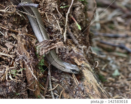 Snake winding through damp leaf litter and exposed roots on muddy forest floor amid decaying wood and scattered branches, with snake, reptile, fauna, forest detail 142583018