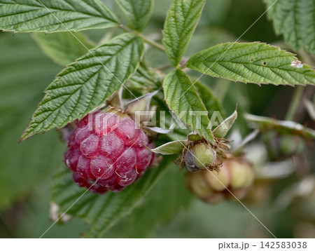Closeup ripe red raspberry on green serrated leaves amid blurred garden backdrop, fresh harvest ready for dessert snacks jams, with raspberry, berry, fruit, plant detail Closeup ripe red raspberry on green serrated leaves amid blurred garden backdrop, fresh harvest ready for dessert snacks jams, with raspberry, berry, fruit, plant detail 142583038