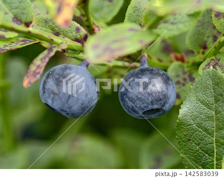 Ripe blueberries hang in tight cluster on green leafy branch, close up view of smooth blue skins amid fresh garden foliage in bright outdoor sunlight, with blueberry, fruit, berry, cluster detail Ripe blueberries hang in tight cluster on green leafy branch, close up view of smooth blue skins amid fresh garden foliage in bright outdoor sunlight, with blueberry, fruit, berry, cluster detail 142583039
