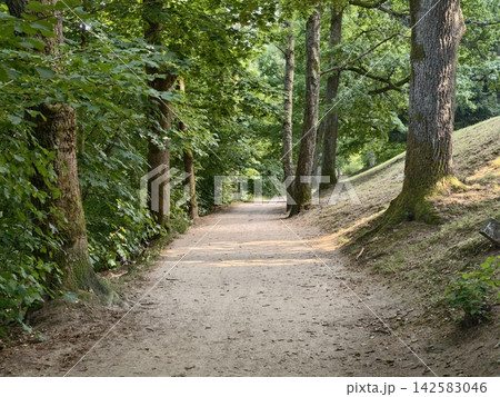 Forest path through sunlit green woods along dirt trail between tall trees with shaded forest floor, serene natural corridor for hiking walking and nature photography Forest path through sunlit green woods along dirt trail between tall trees with shaded forest floor, serene natural corridor for hiking walking and nature photography 142583046