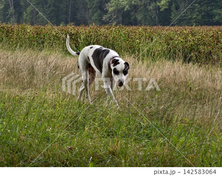 Dog with white coat and black spots bending through tall grass in open meadow under leafy trees near brown seed heads exploring wildflowers and natural countryside scene 142583064