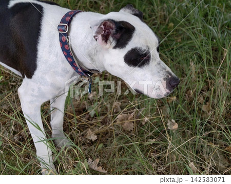 Dog with white coat and black patches outdoors in tall grass wearing blue patterned collar facing right under soft daylight for outdoor pet photography, with dog, white, black, spot detail Dog with white coat and black patches outdoors in tall grass wearing blue patterned collar facing right under soft daylight for outdoor pet photography, with dog, white, black, spot detail 142583071