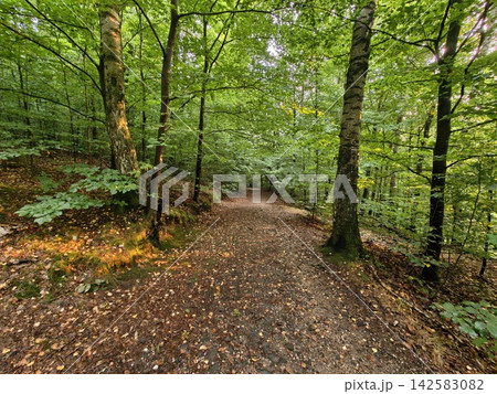 Forest path through lush green trees along dirt woodland trail with dappled sunlight filtering through leaves and calm natural atmosphere, with forest, path, tree, woodland detail Forest path through lush green trees along dirt woodland trail with dappled sunlight filtering through leaves and calm natural atmosphere, with forest, path, tree, woodland detail 142583082